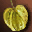 Fig icon