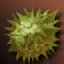 Thorn Cobol icon