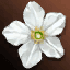 Lidia's Hairpin icon