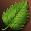 Leaf of Oracle icon