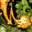 Vitalize icon