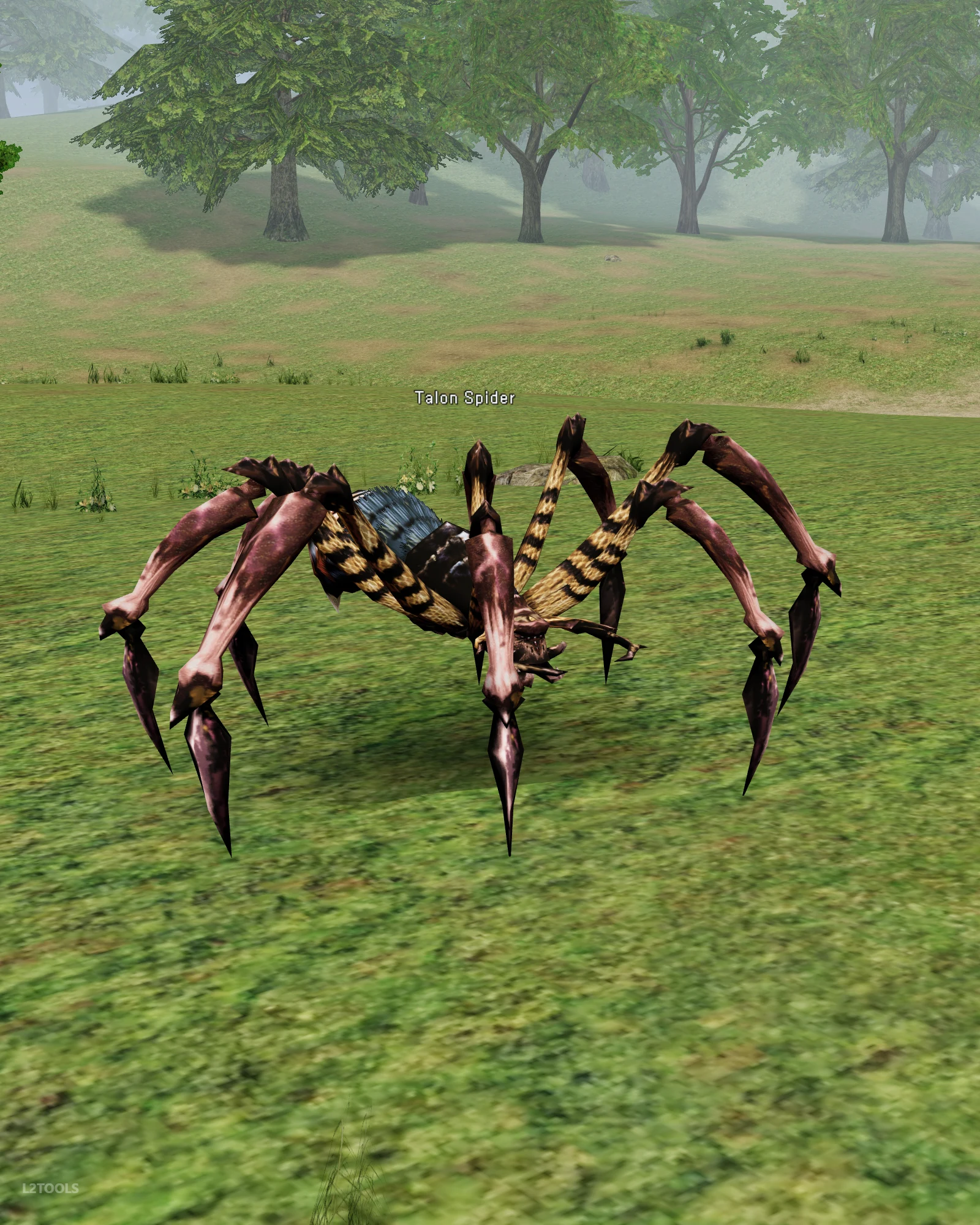 Talon Spider portrait