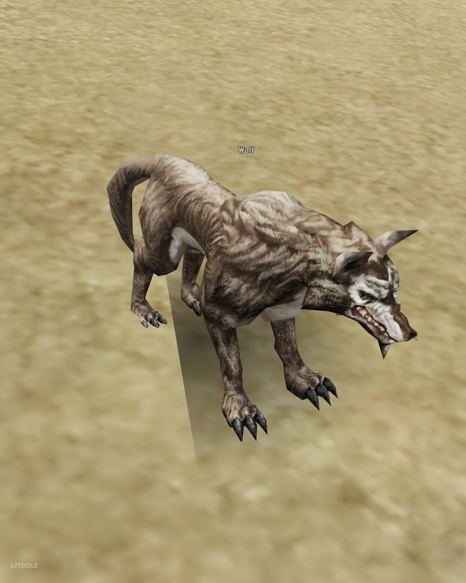 Wolf portrait