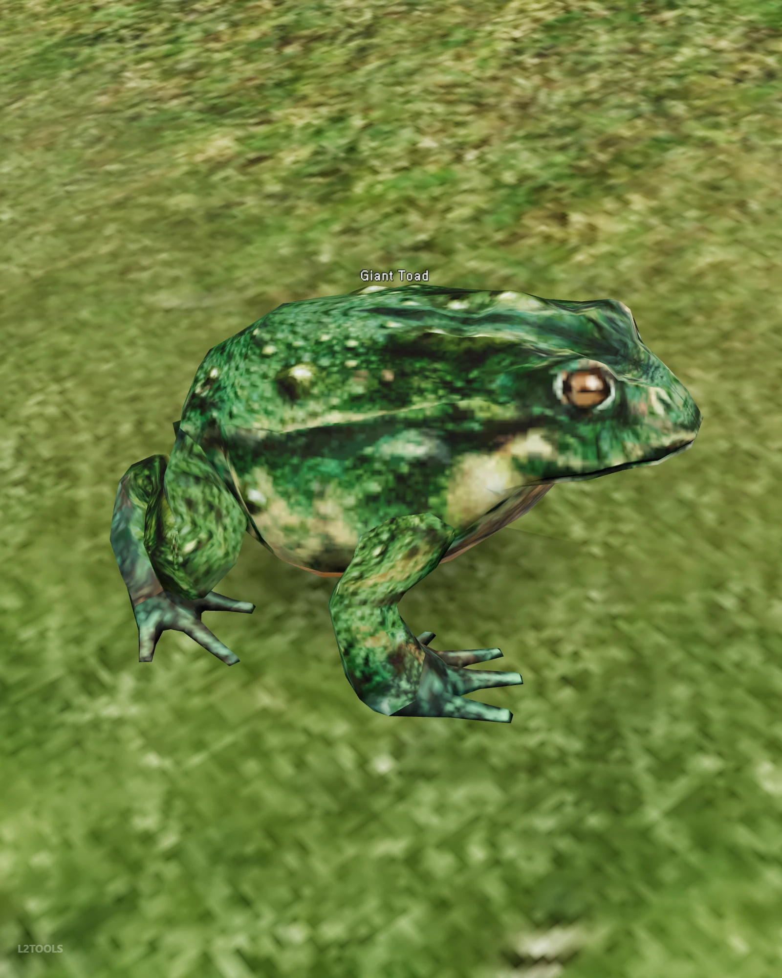 Giant Toad portrait