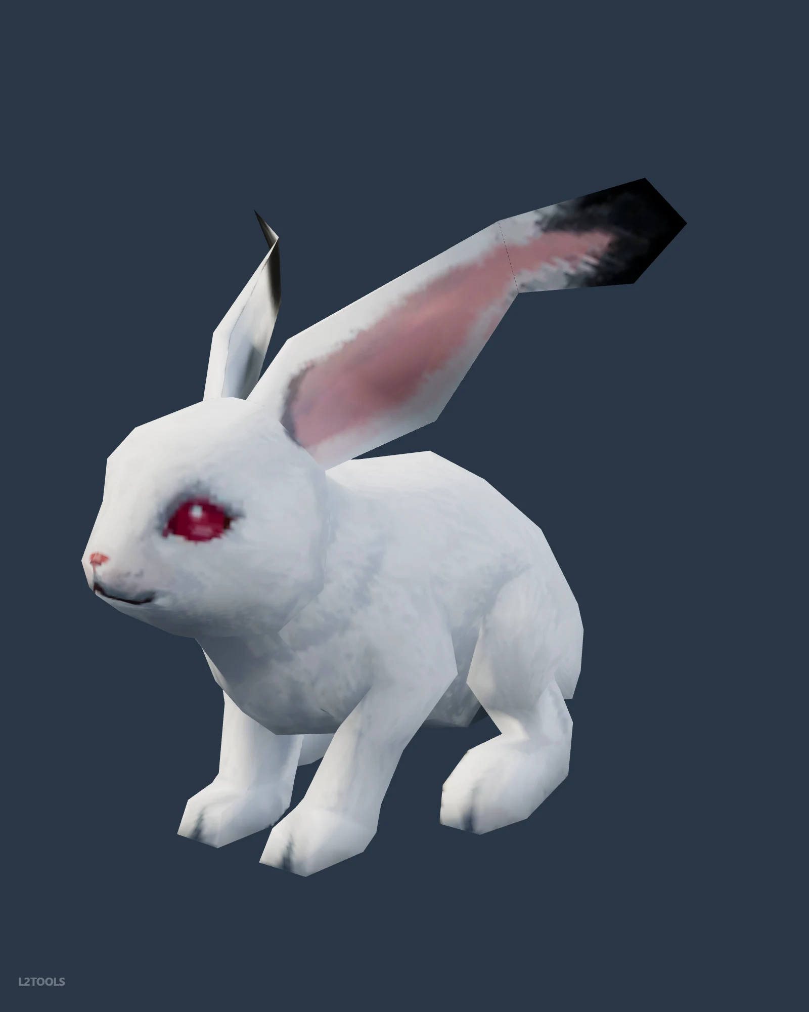 Rabbit portrait