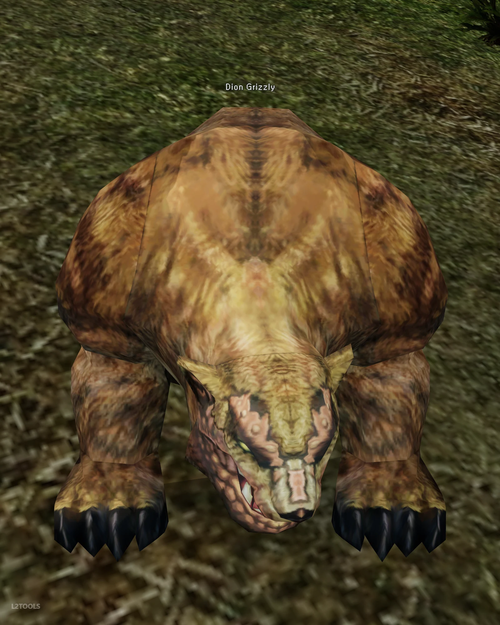 Dion Grizzly portrait