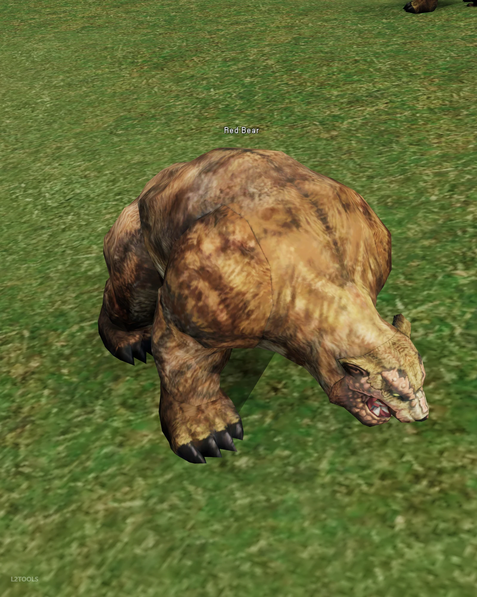 Red Bear portrait