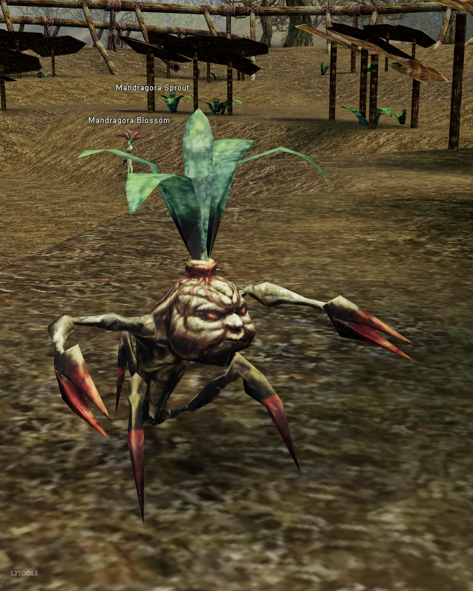 Mandragora Sprout portrait