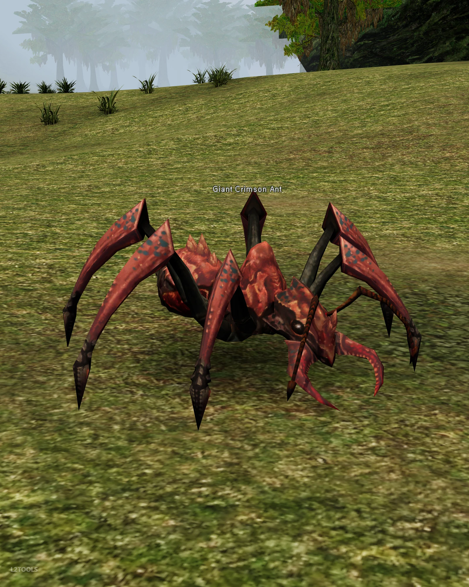Giant Crimson Ant portrait