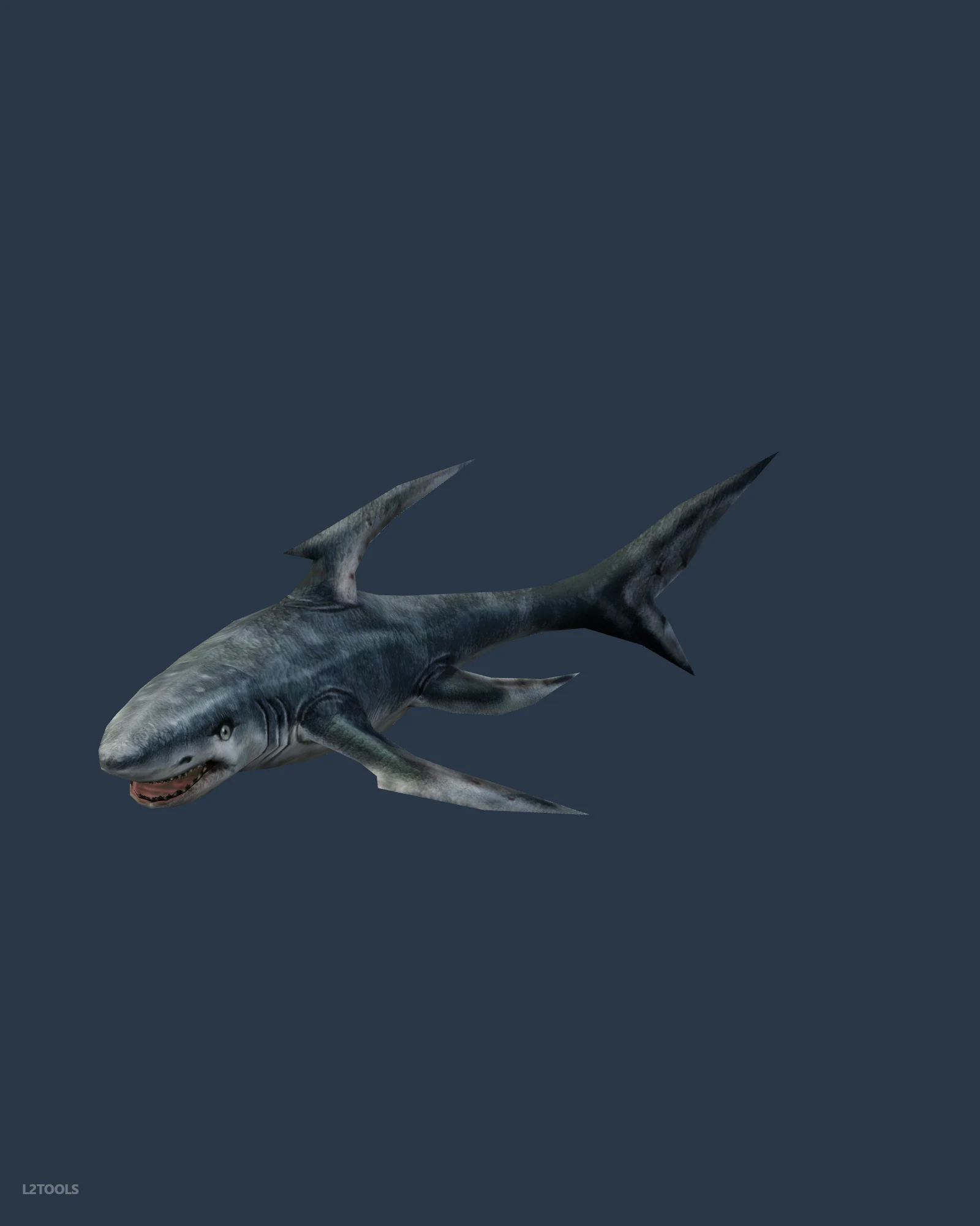 Great White Shark portrait