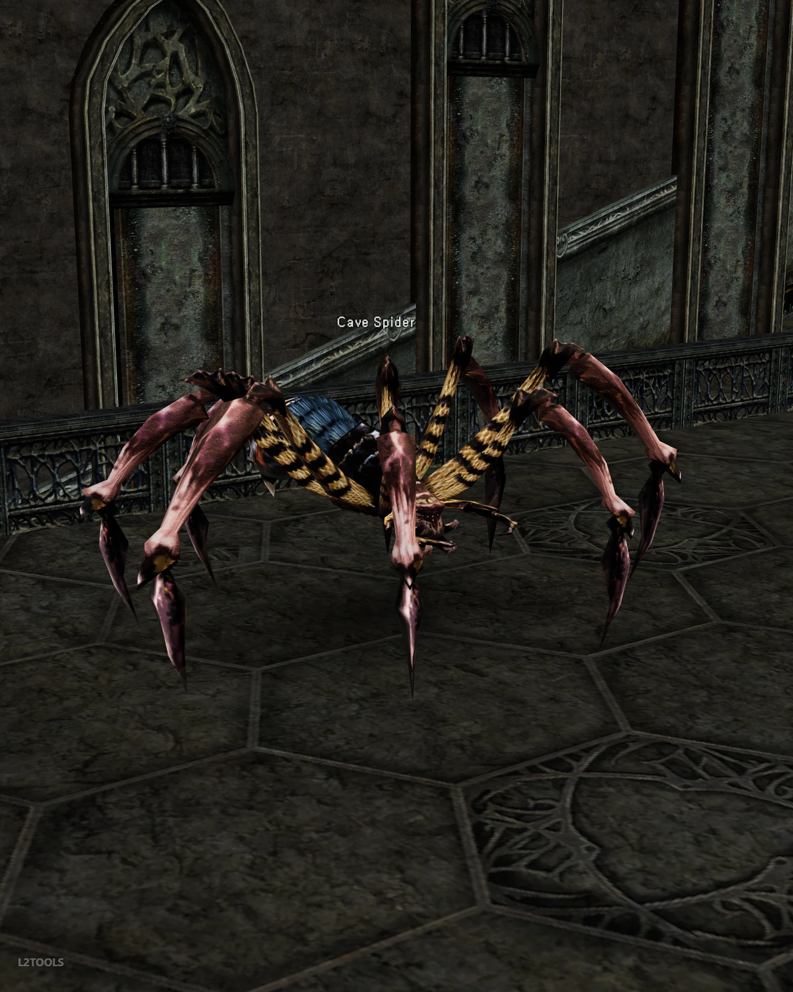 Cave Spider portrait