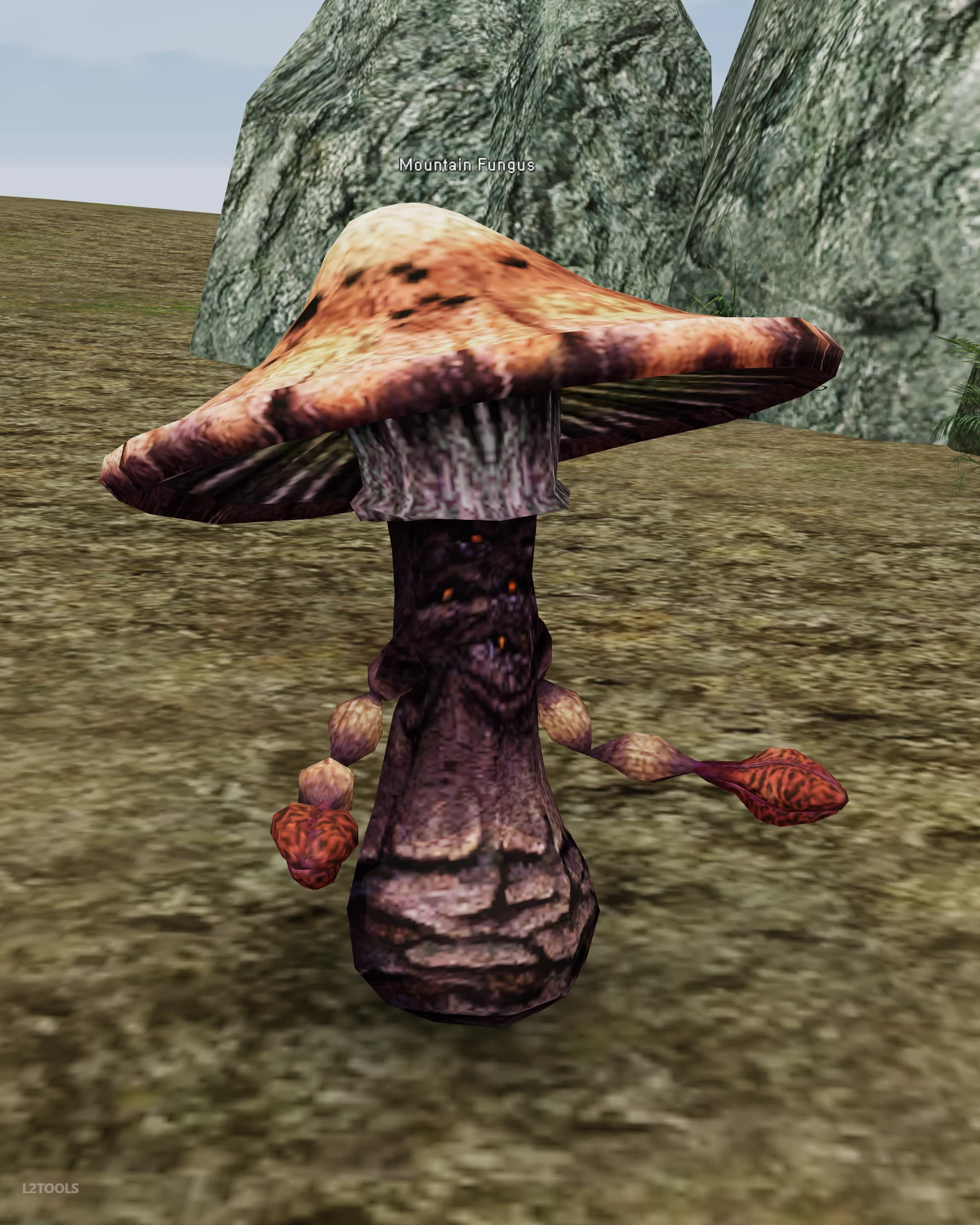 Mountain Fungus portrait