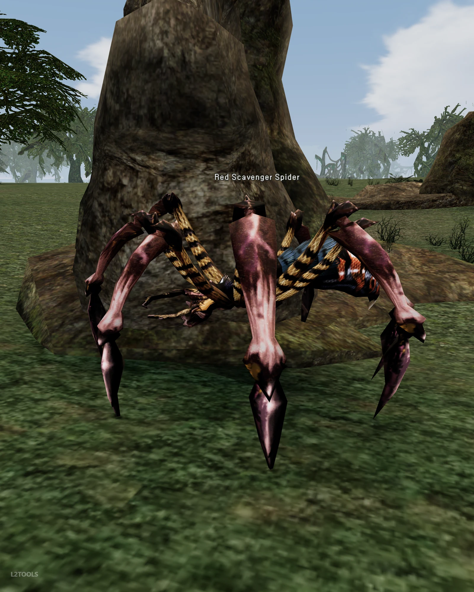 Red Scavenger Spider portrait