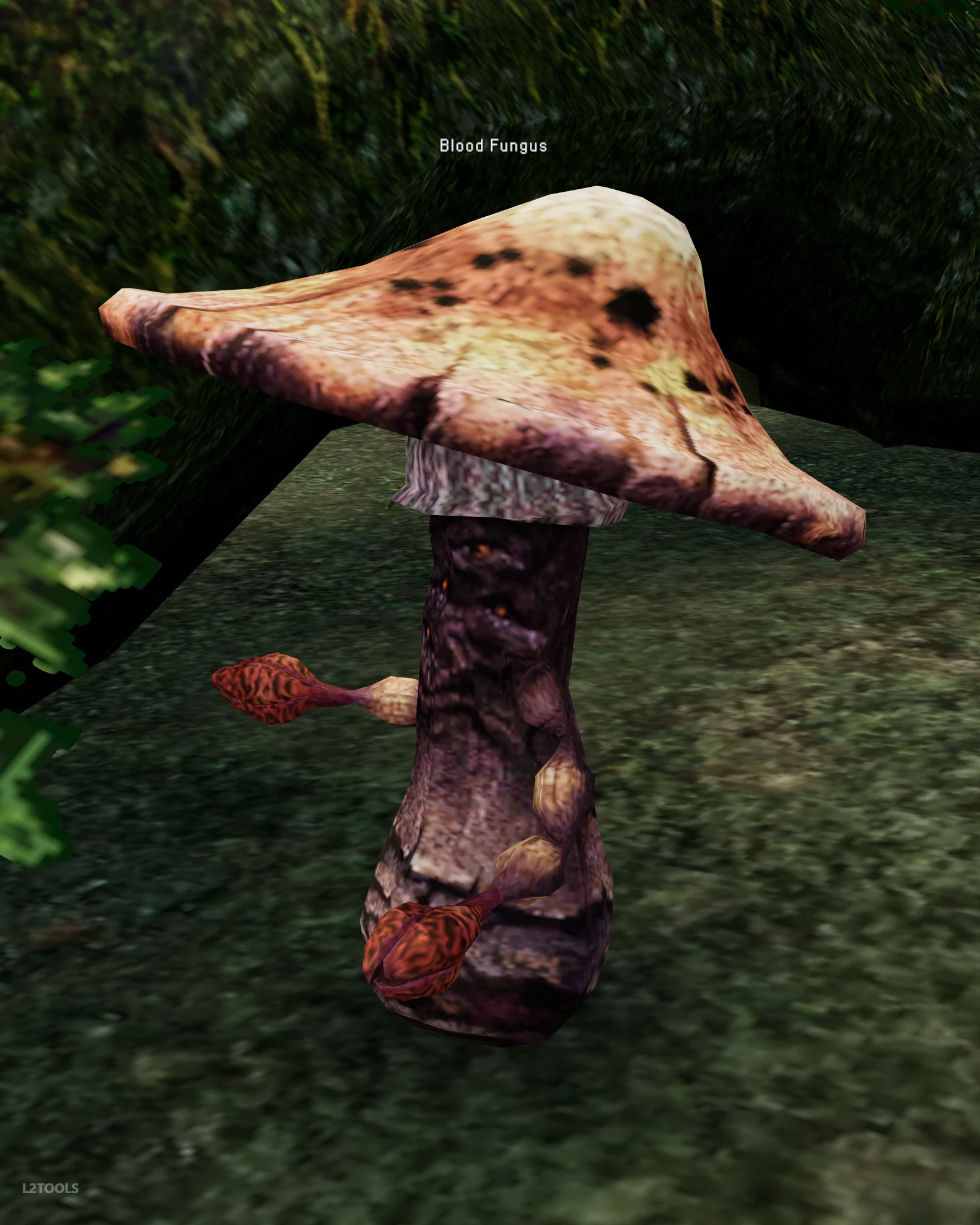 Blood Fungus portrait