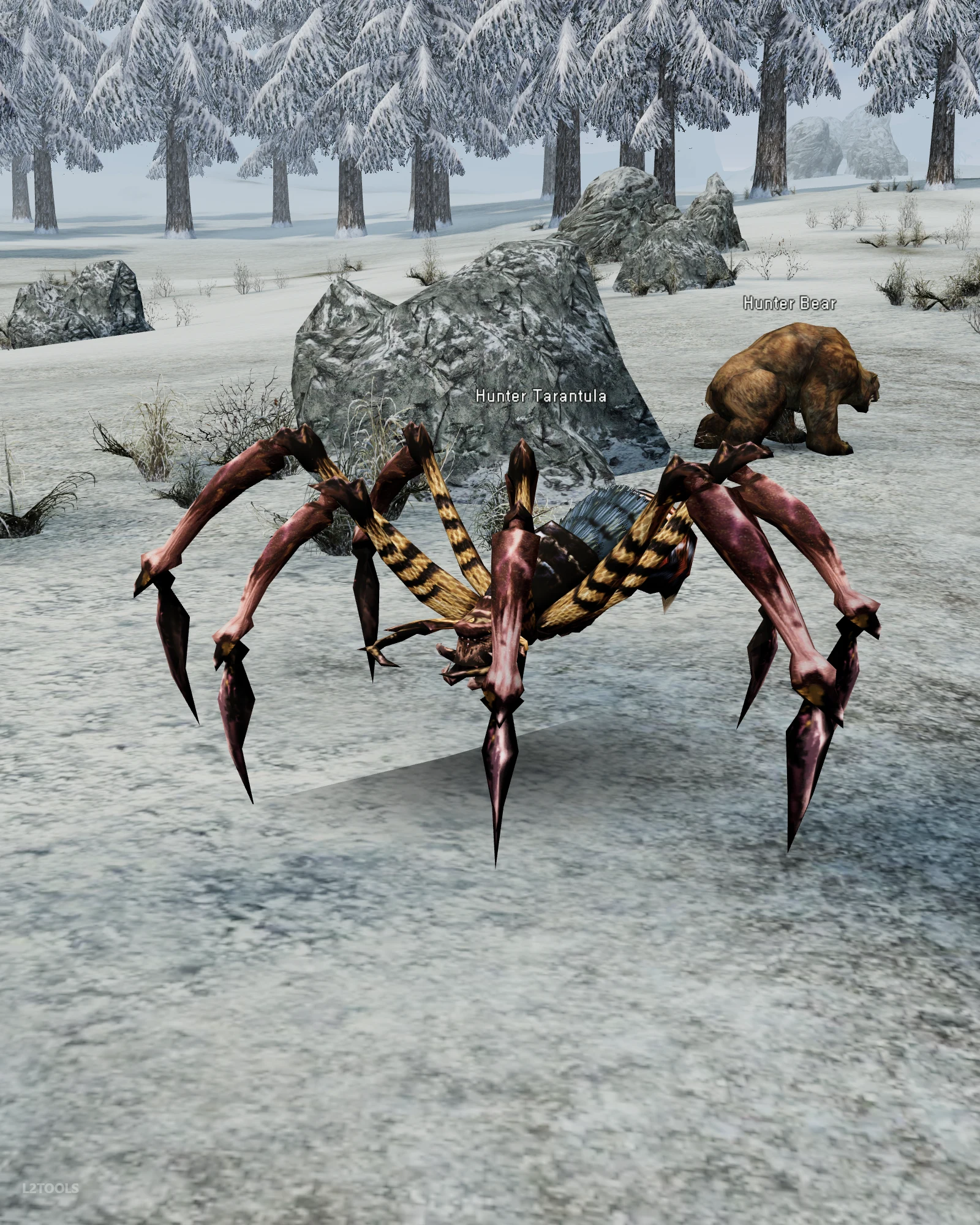 Hunter Tarantula portrait