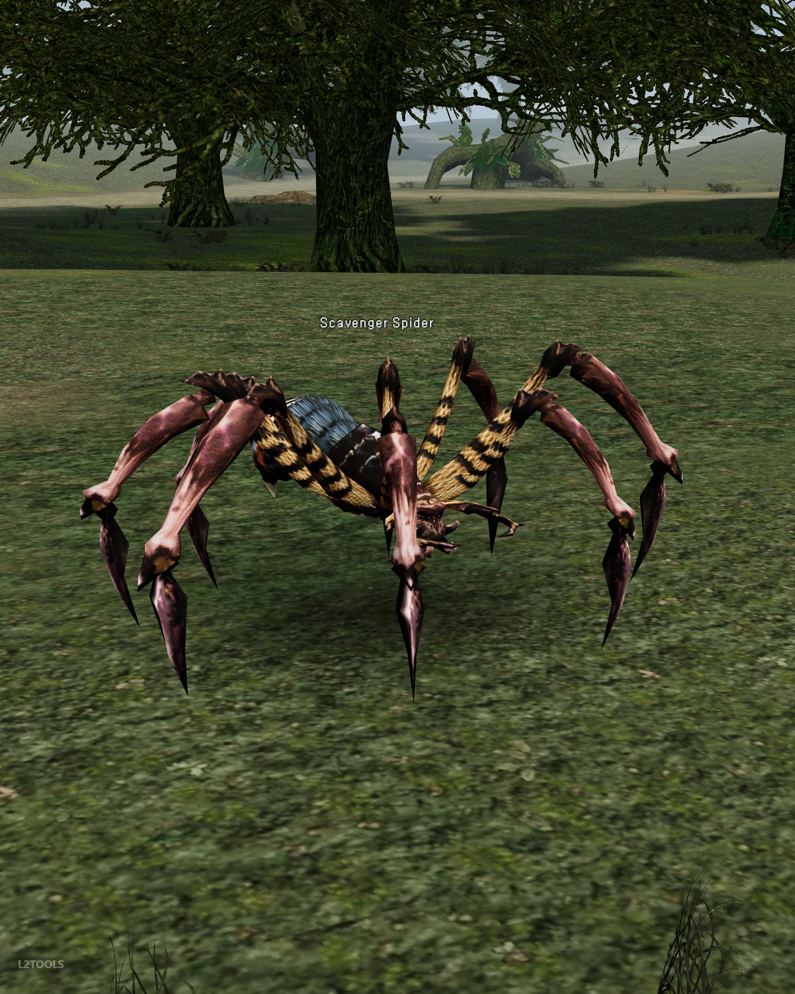 Scavenger Spider portrait