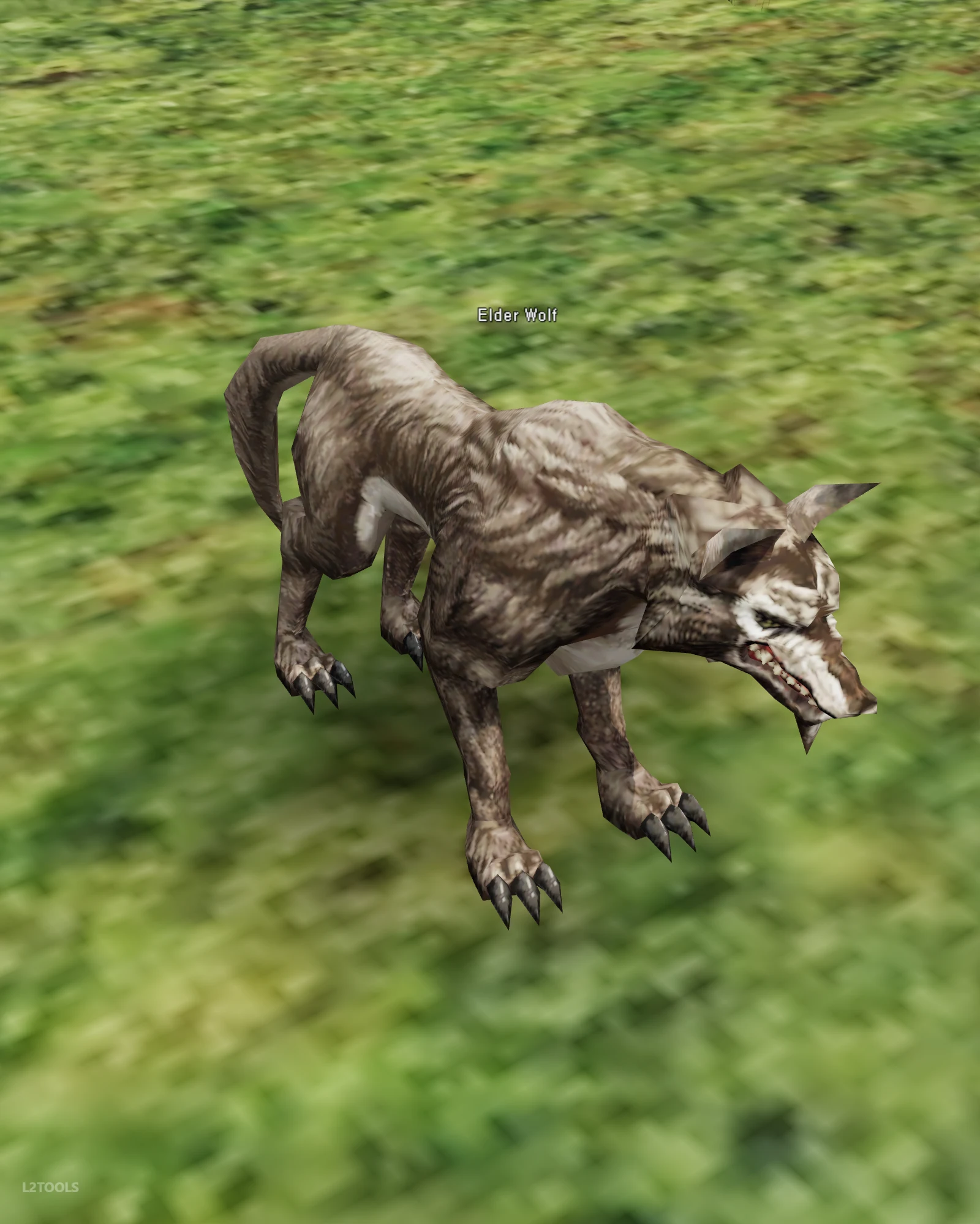 Elder Wolf portrait