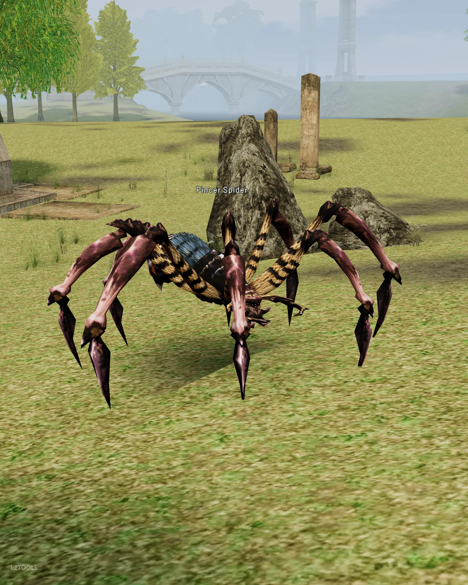 Pincer Spider portrait