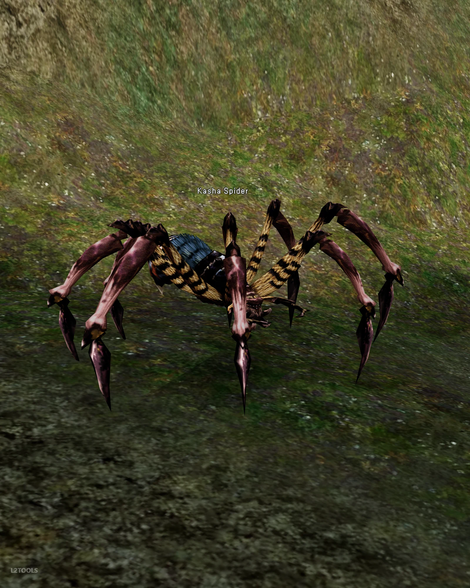 Kasha Spider portrait