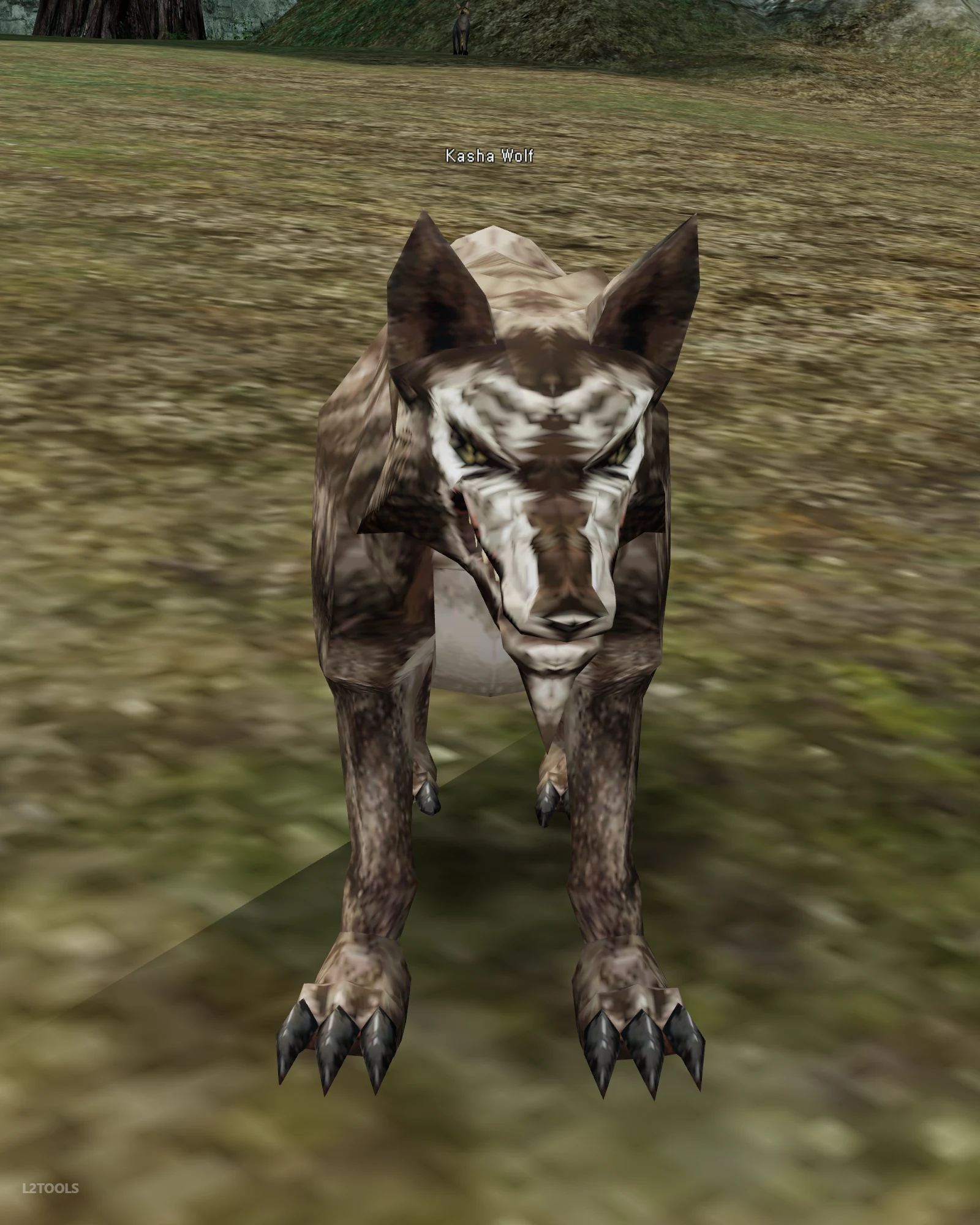 Kasha Wolf portrait