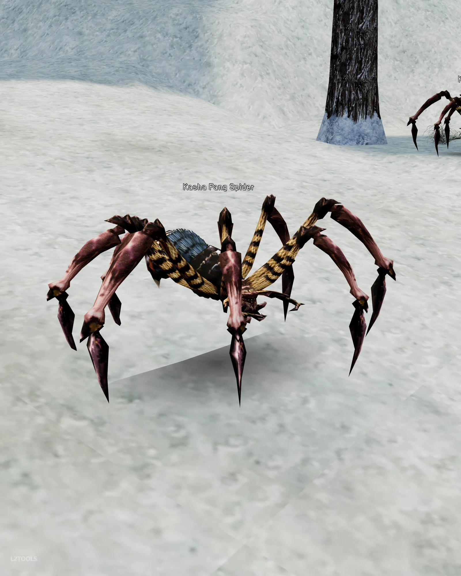 Kasha Fang Spider portrait
