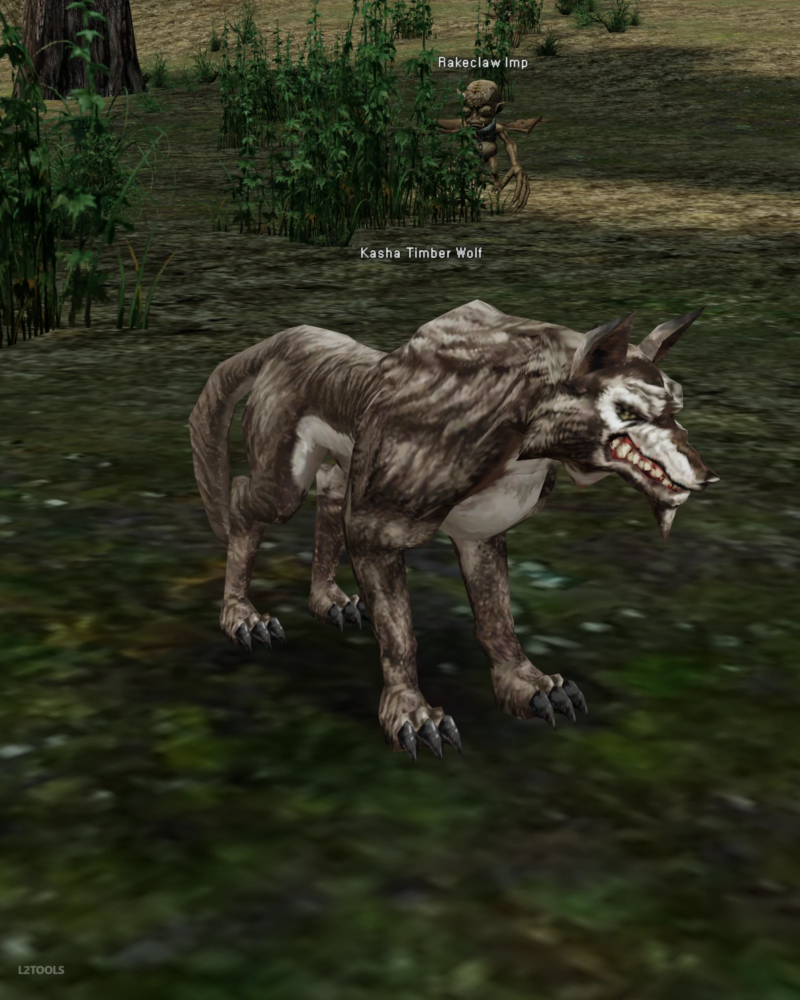 Kasha Timber Wolf portrait