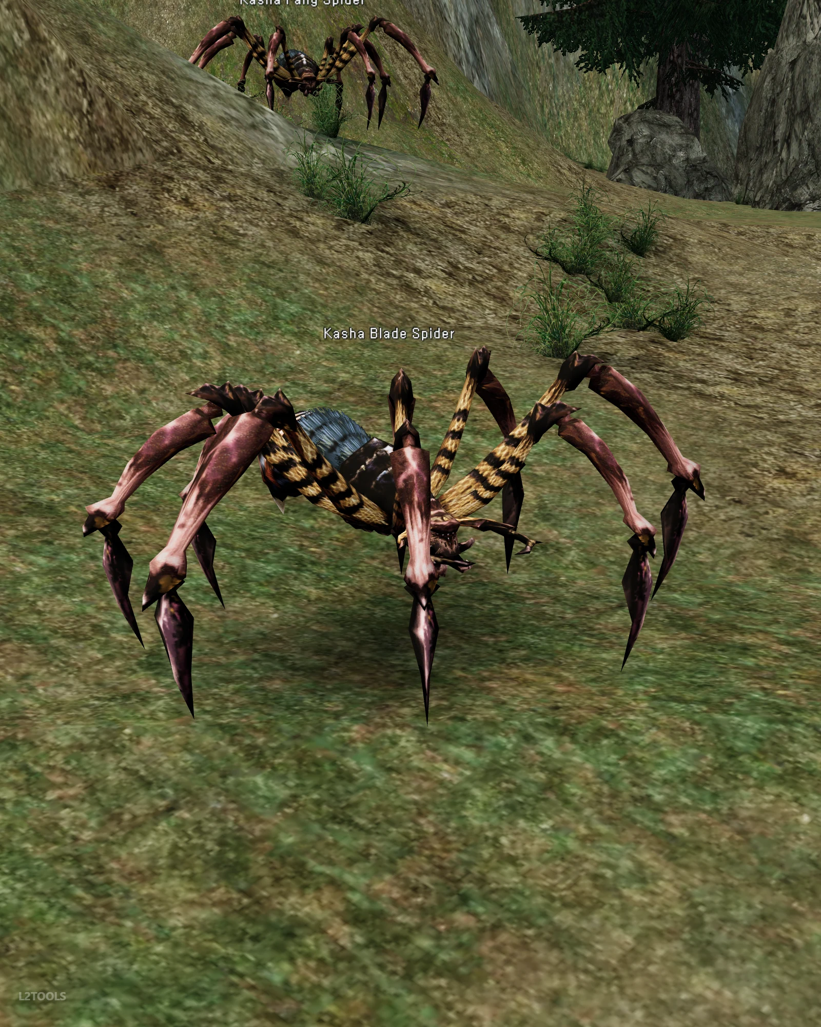 Kasha Blade Spider portrait
