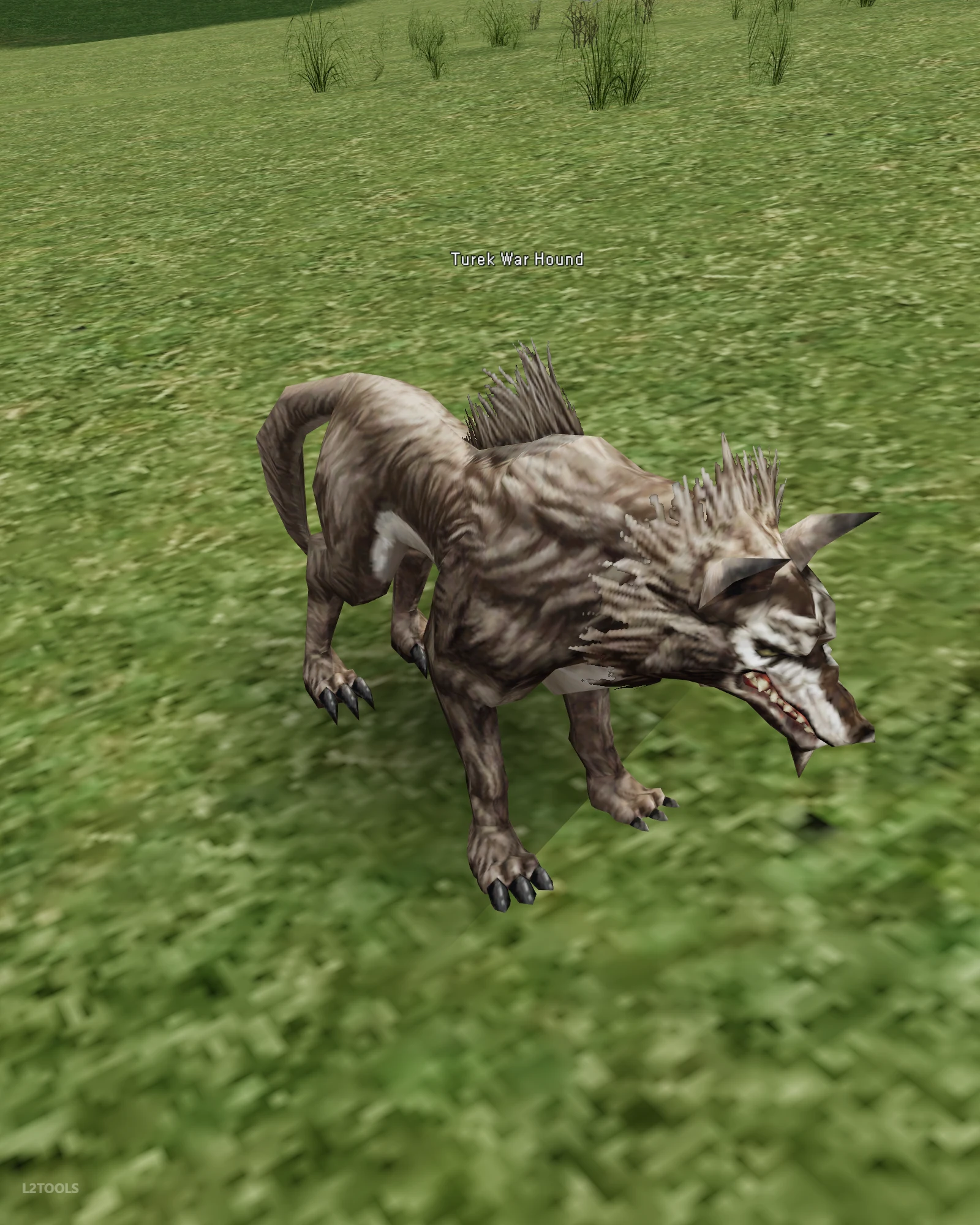 Turek War Hound portrait