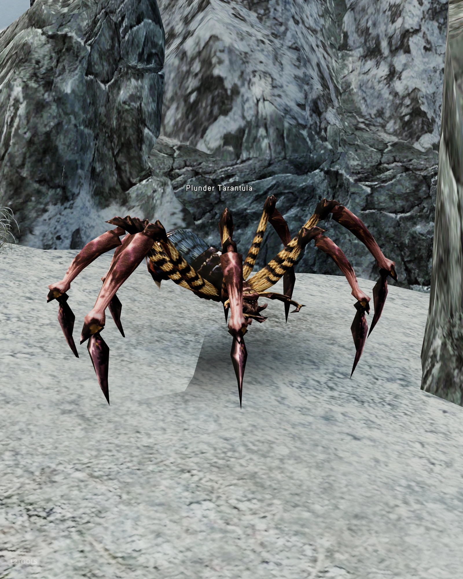 Plunder Tarantula portrait