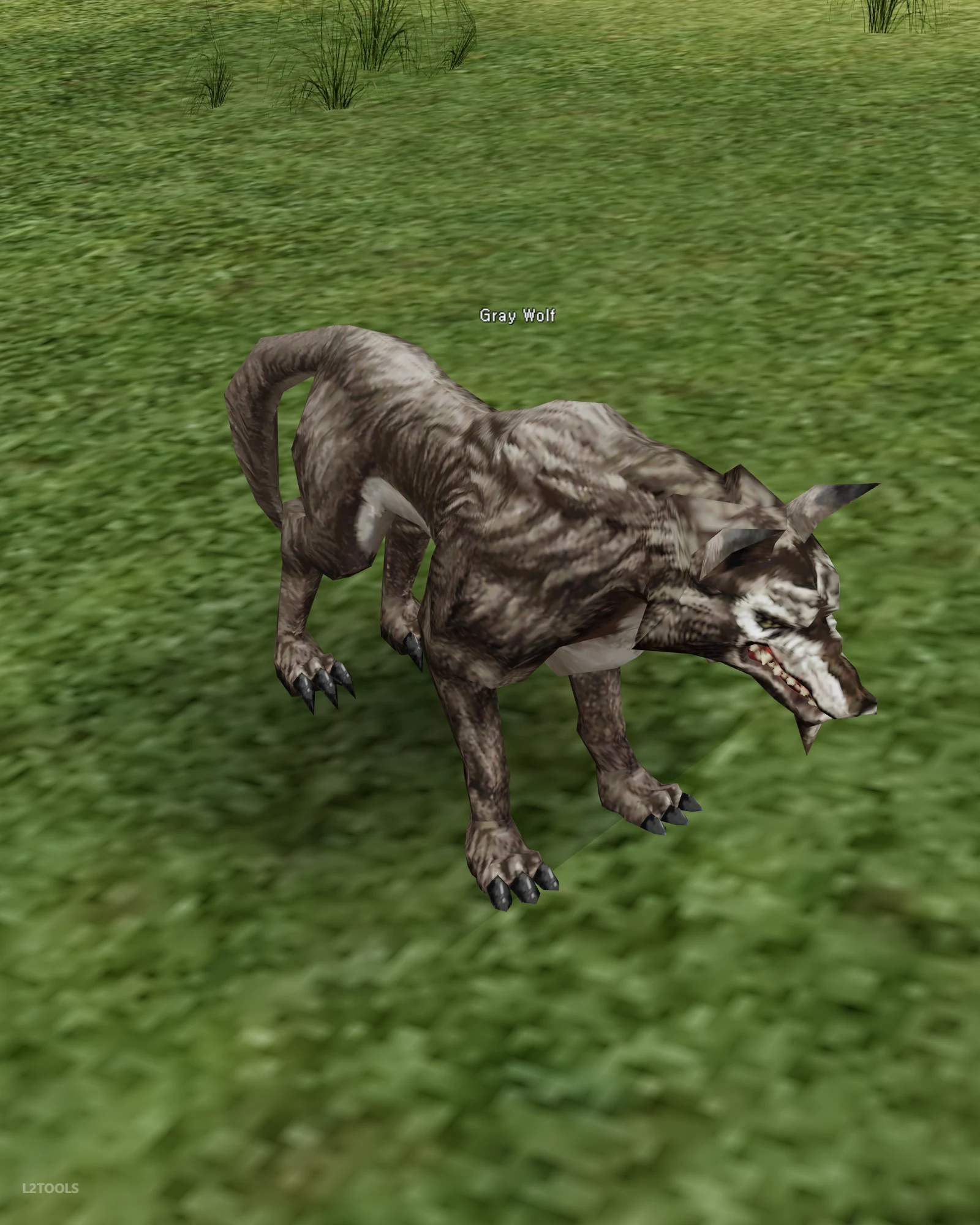 Gray Wolf portrait