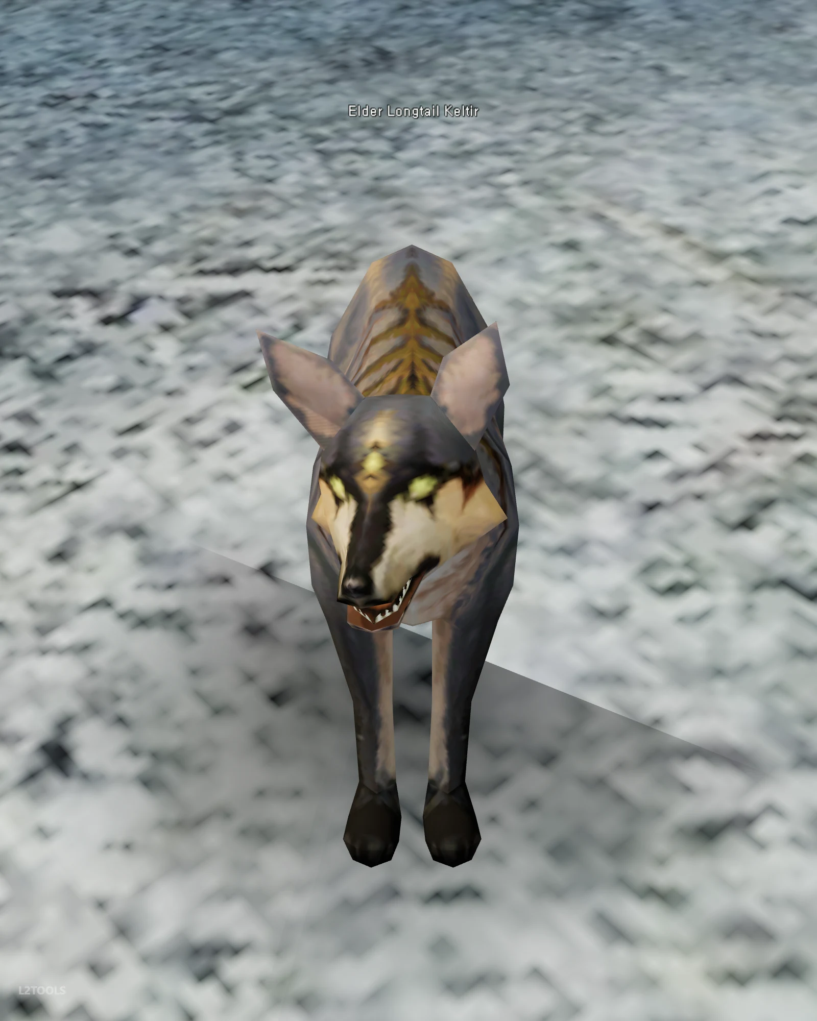 Elder Longtail Keltir portrait