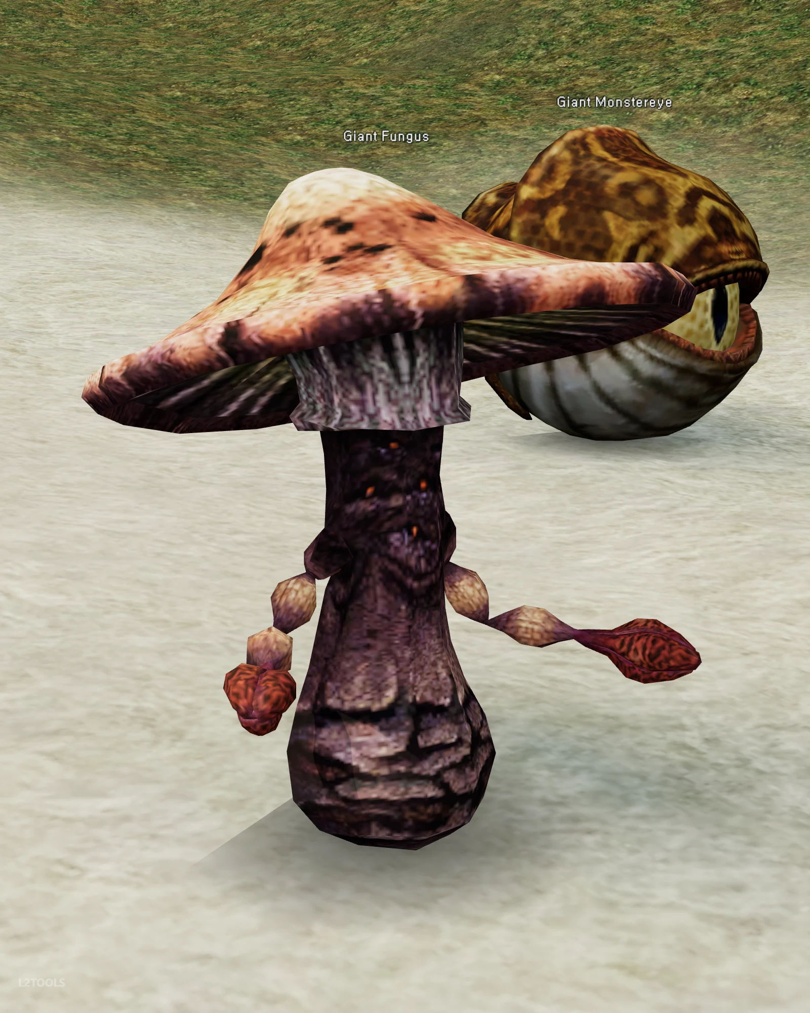 Giant Fungus portrait