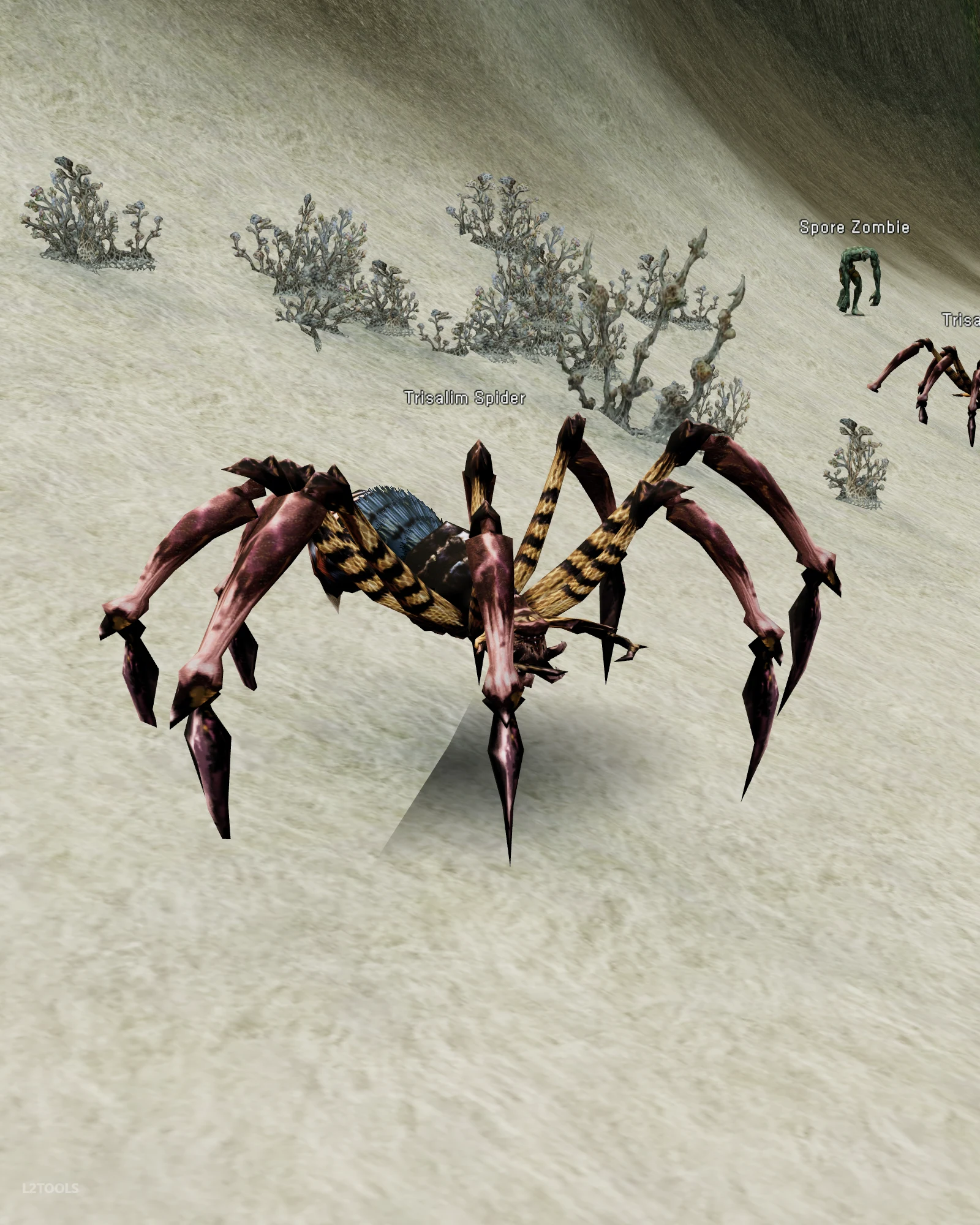 Trisalim Spider portrait