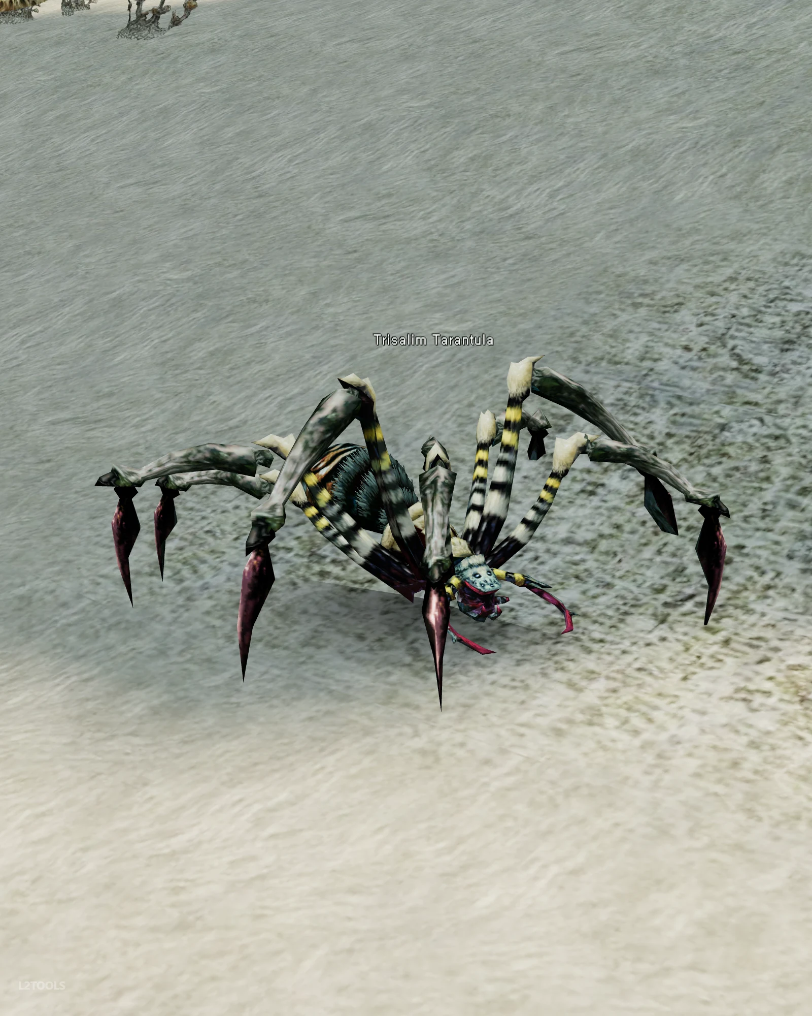 Trisalim Tarantula portrait