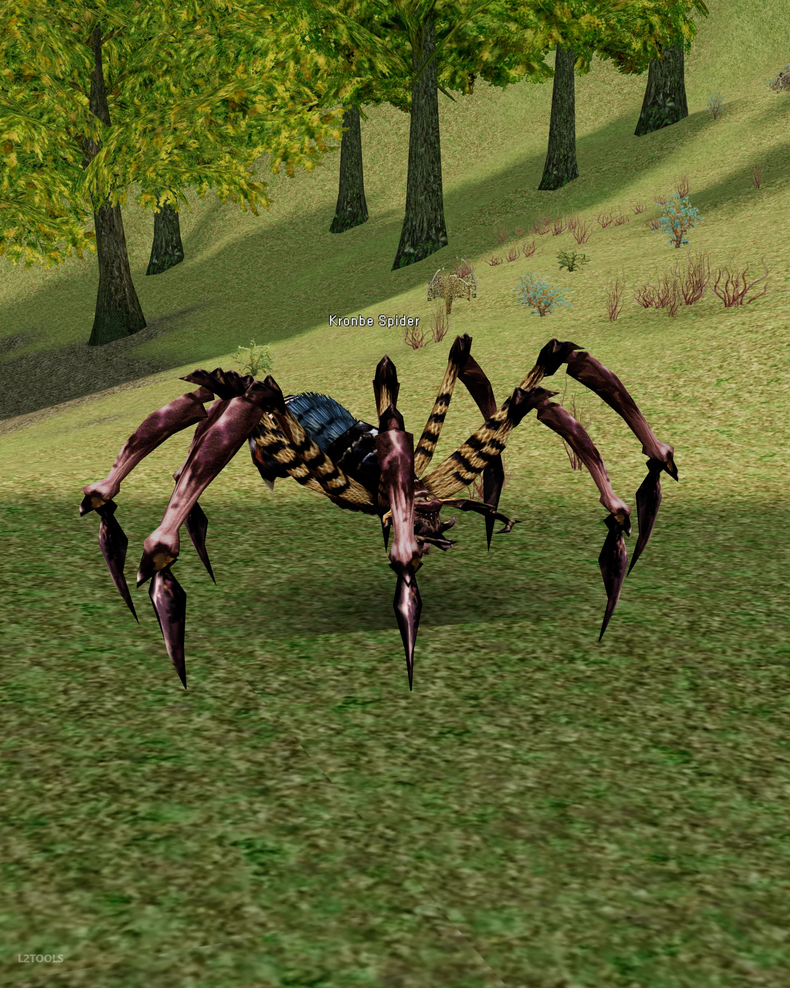 Kronbe Spider portrait