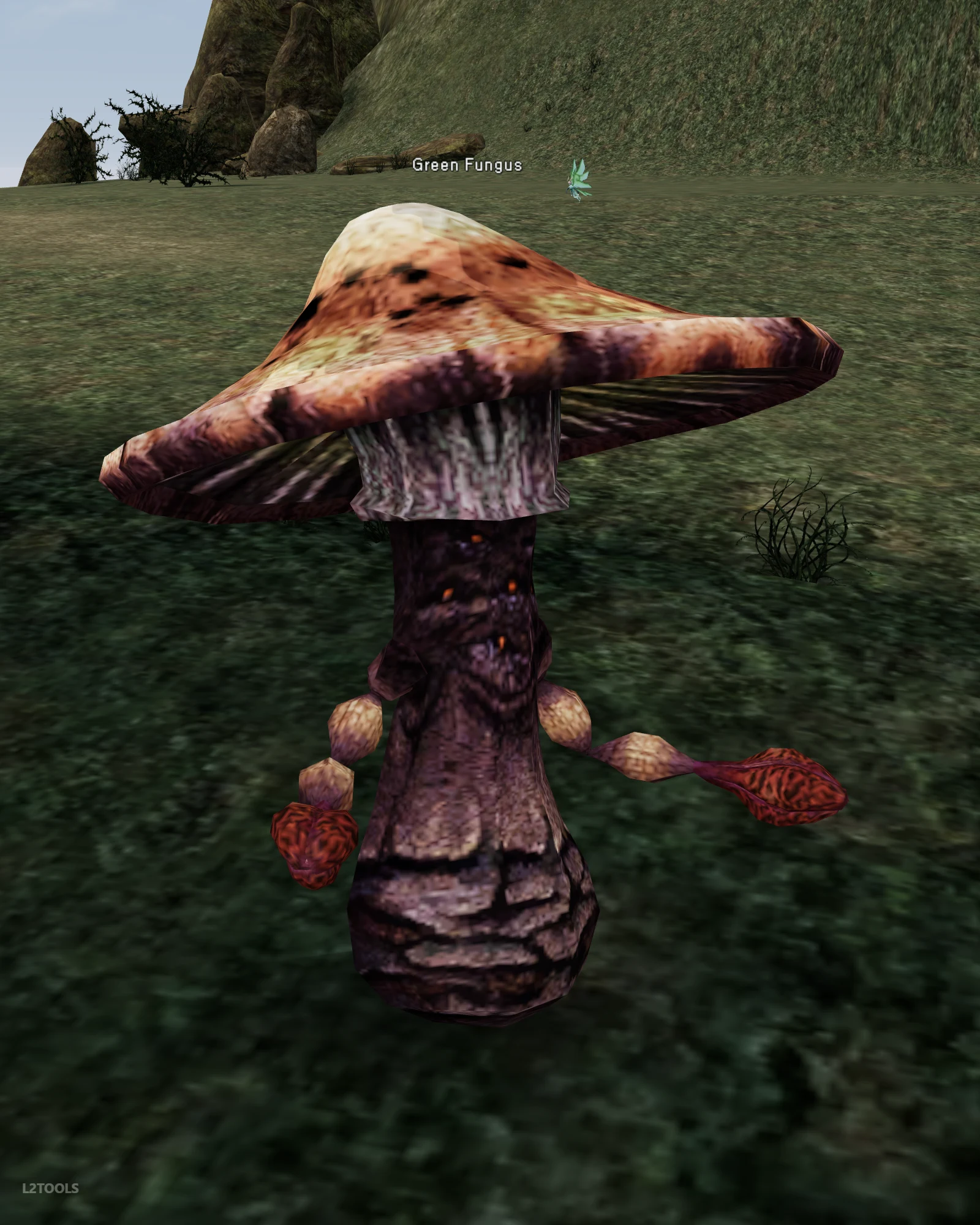 Green Fungus portrait