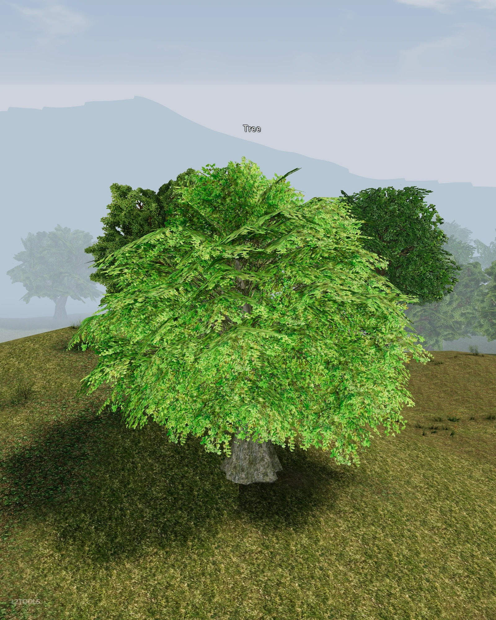 Tree portrait