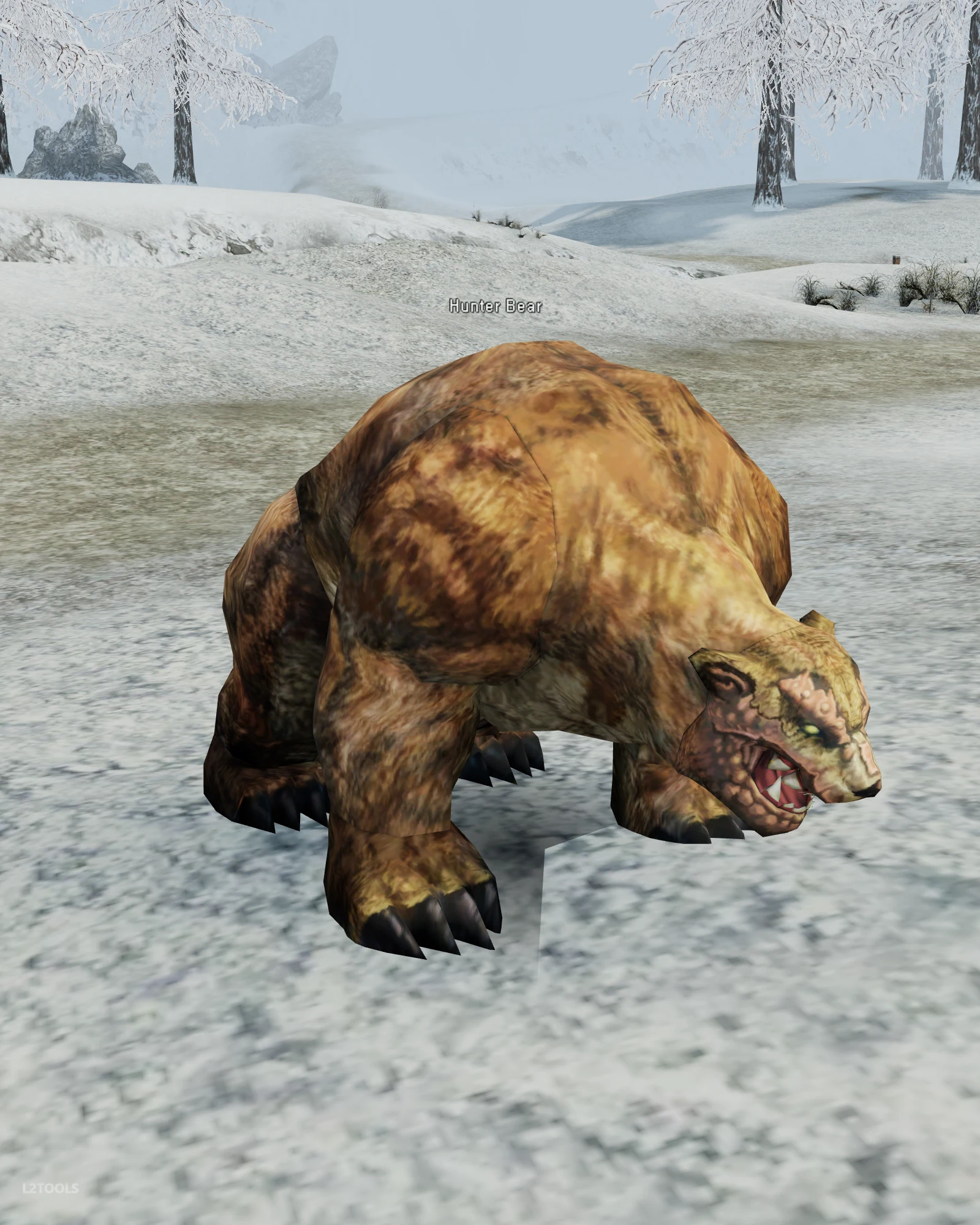 Hunter Bear portrait