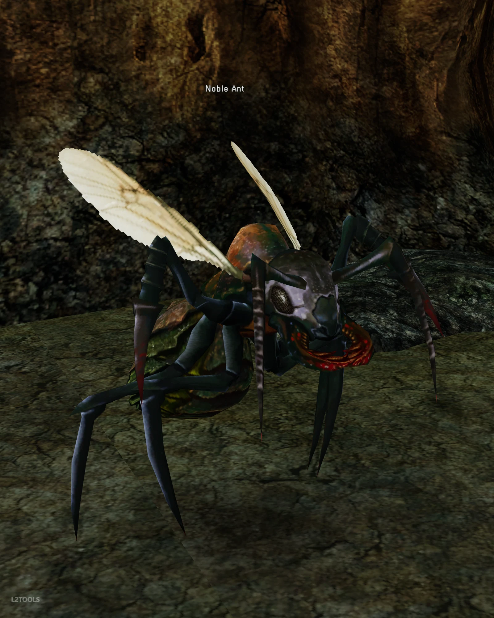 Noble Ant portrait