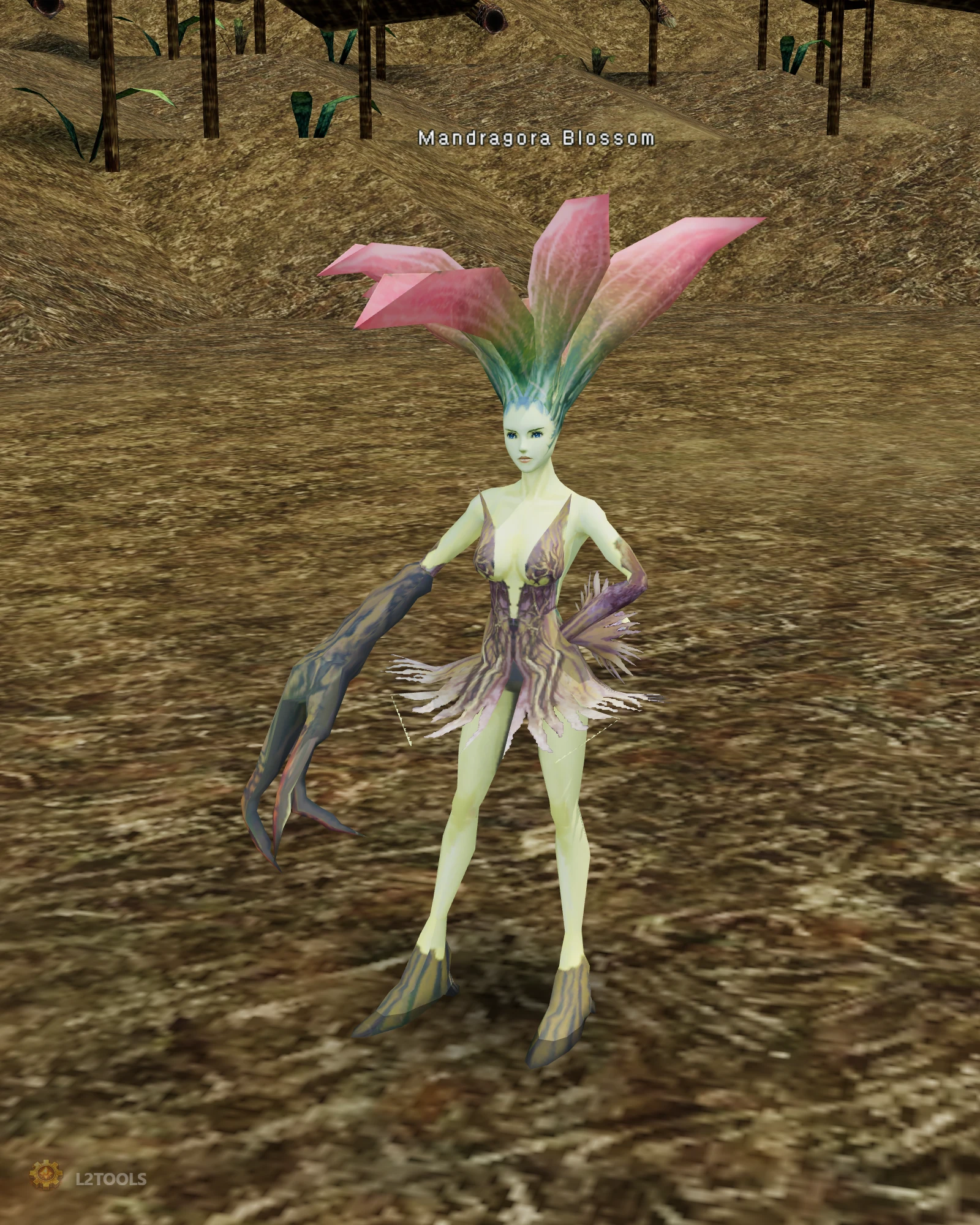 Mandragora Blossom portrait