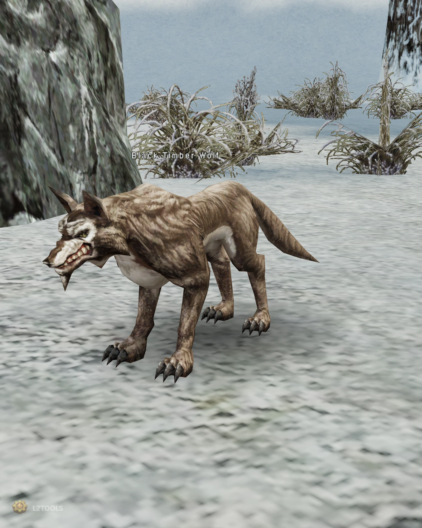 Black Timber Wolf portrait