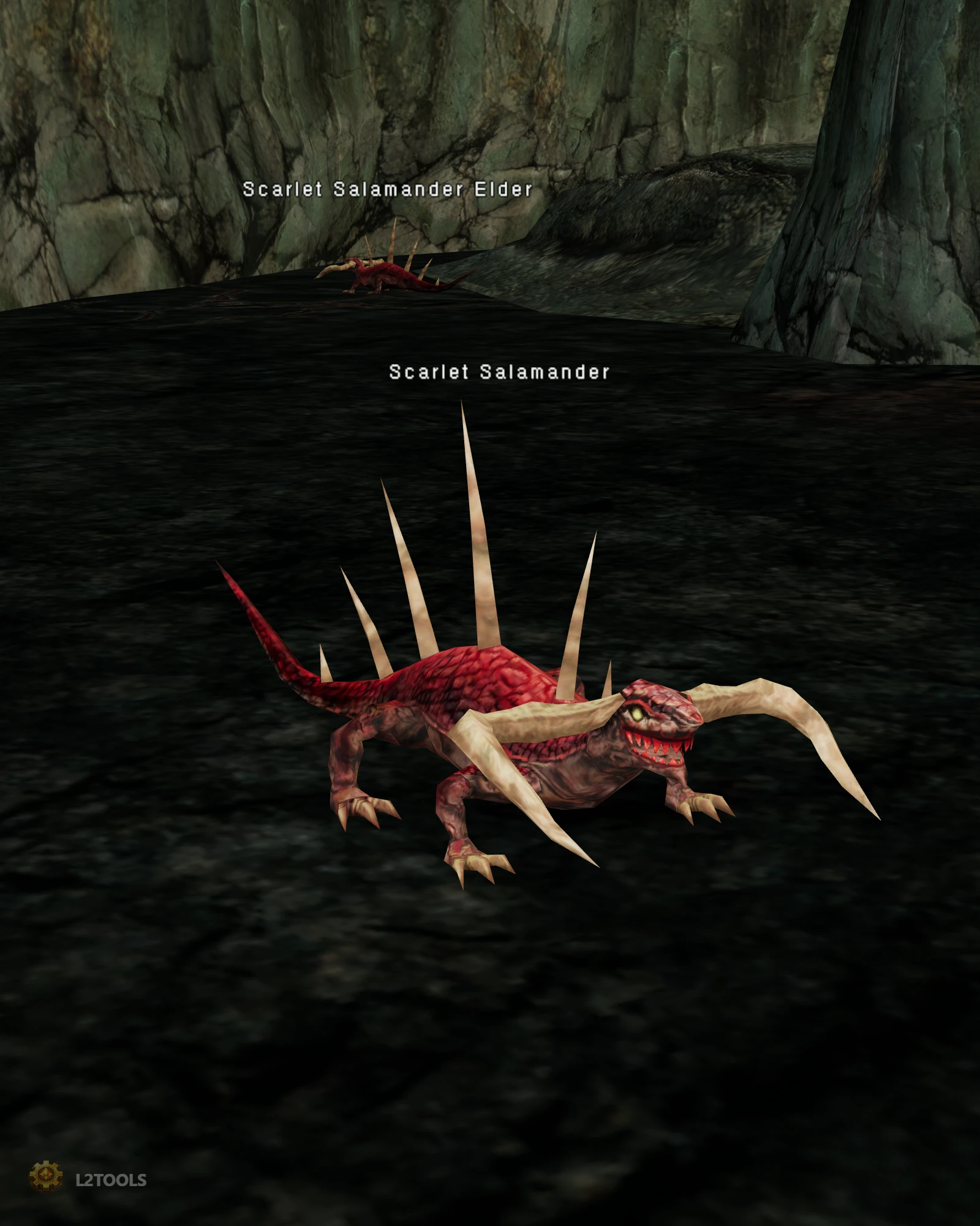 Scarlet Salamander portrait