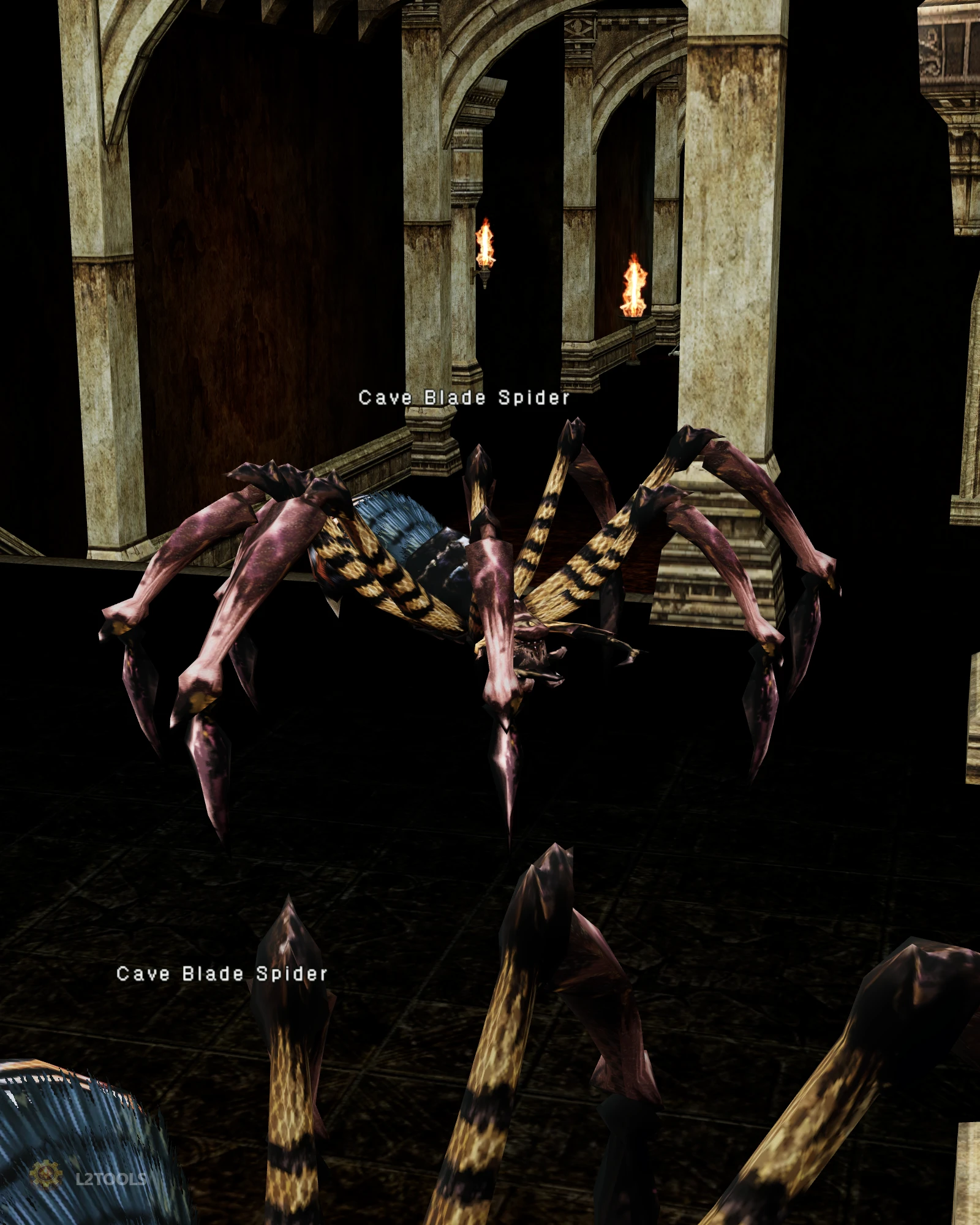 Cave Blade Spider portrait