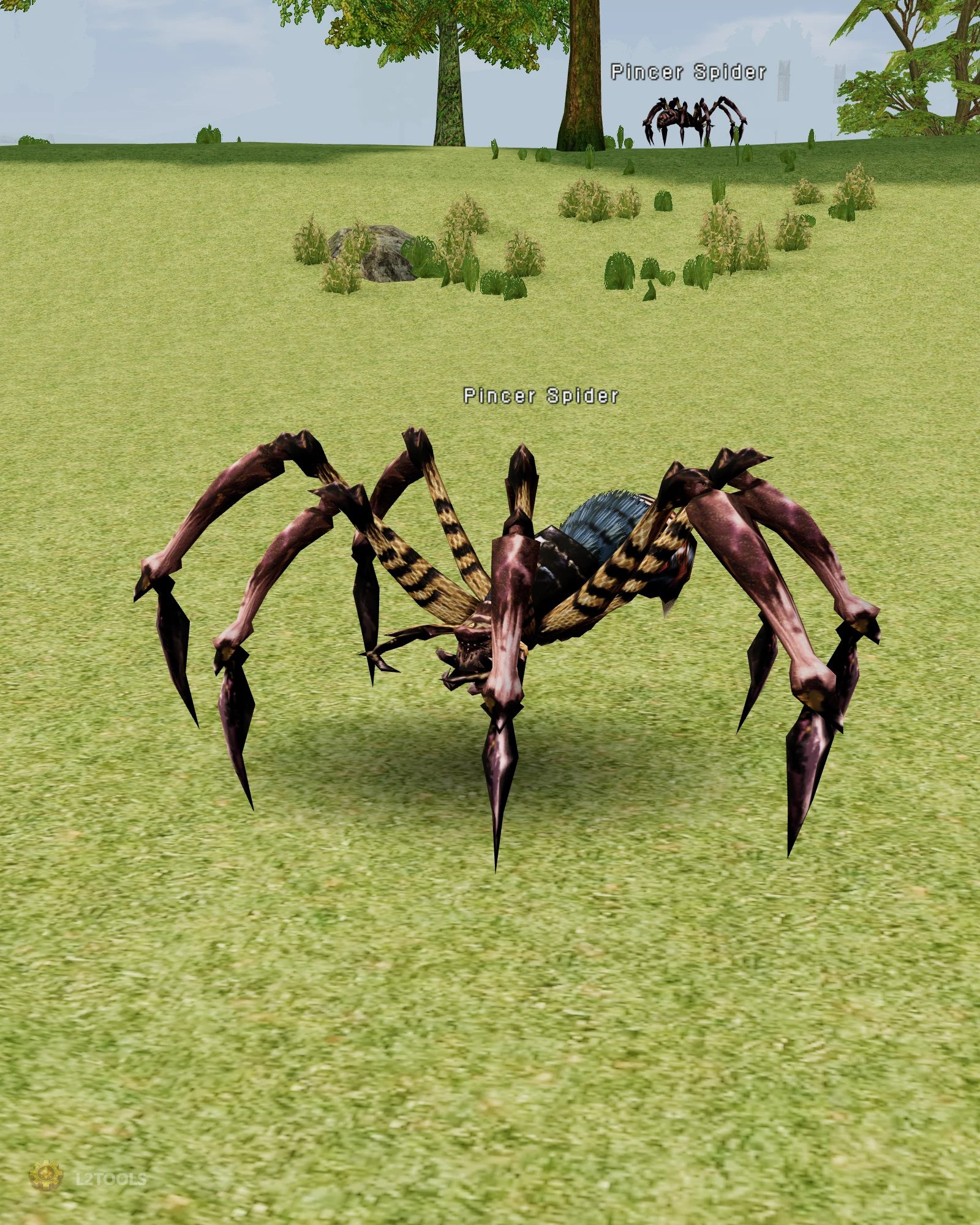 Pincer Spider portrait