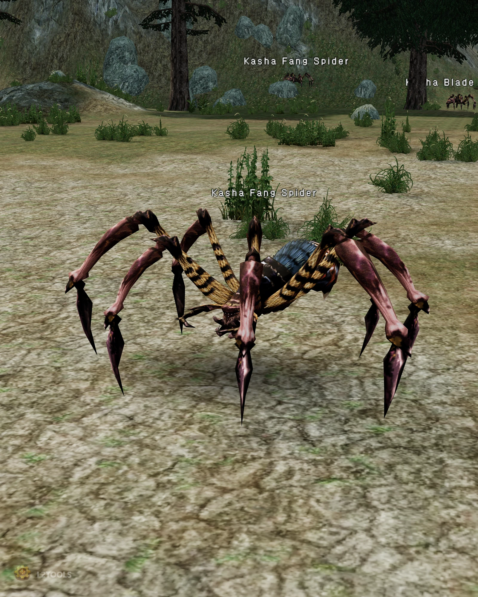 Kasha Fang Spider portrait