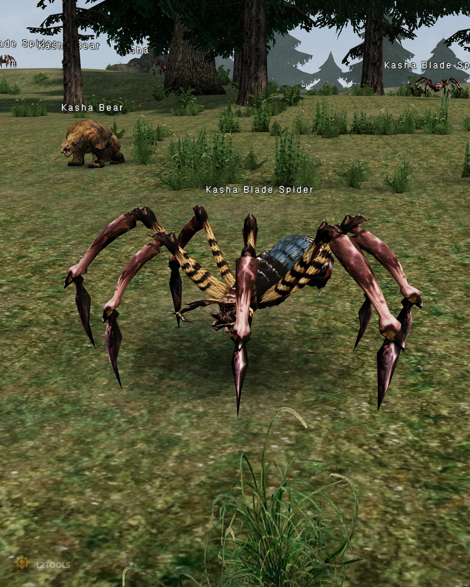 Kasha Blade Spider portrait