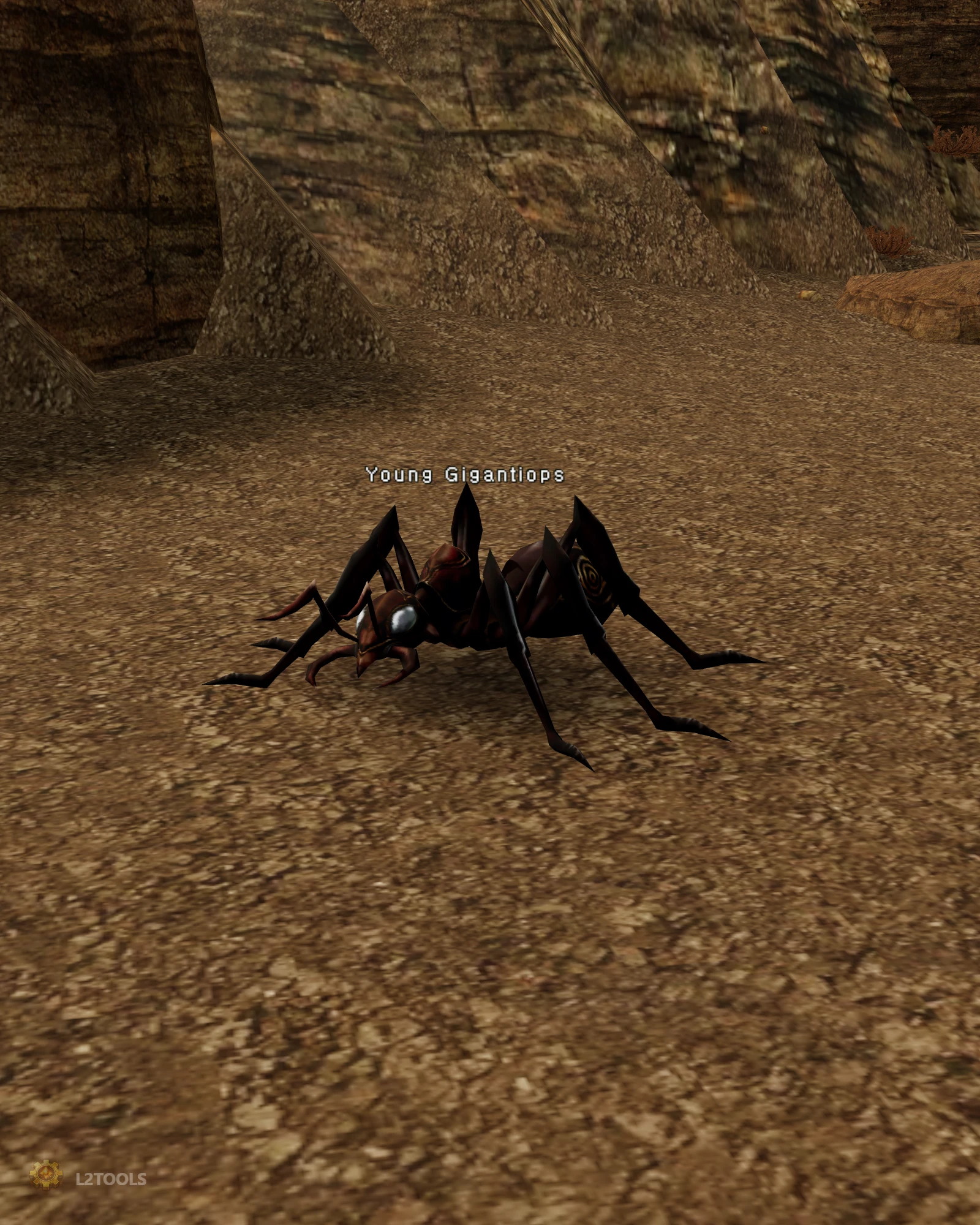 Young Gigantiops portrait