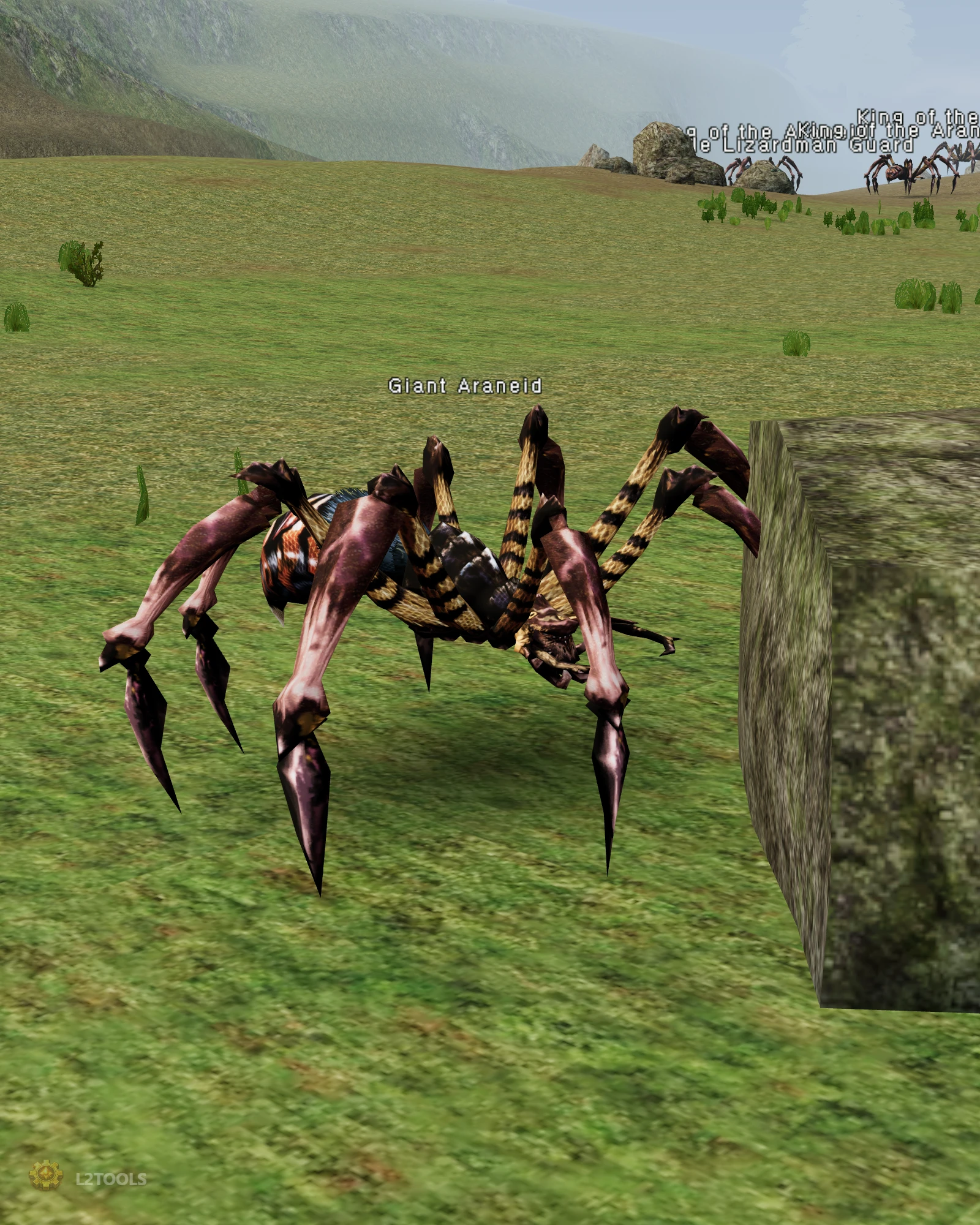 Giant Araneid portrait