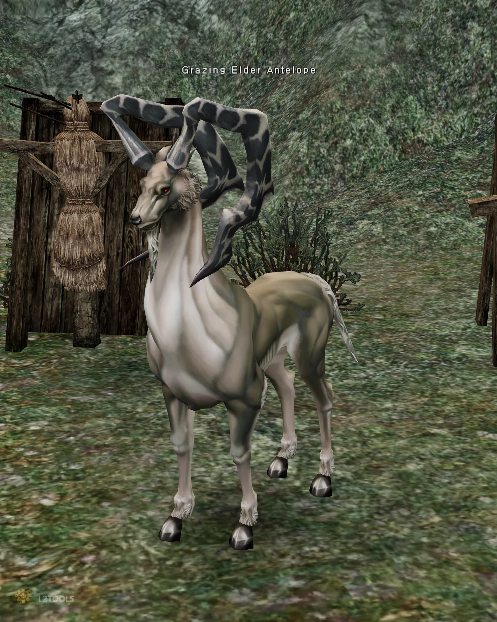 Grazing Elder Antelope portrait